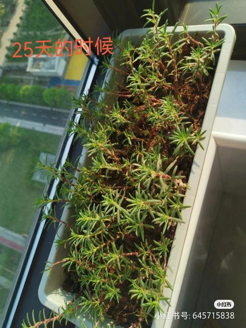 太阳花几月扦插，太阳花几月扦插比较好-第3张图片-优品飞百科