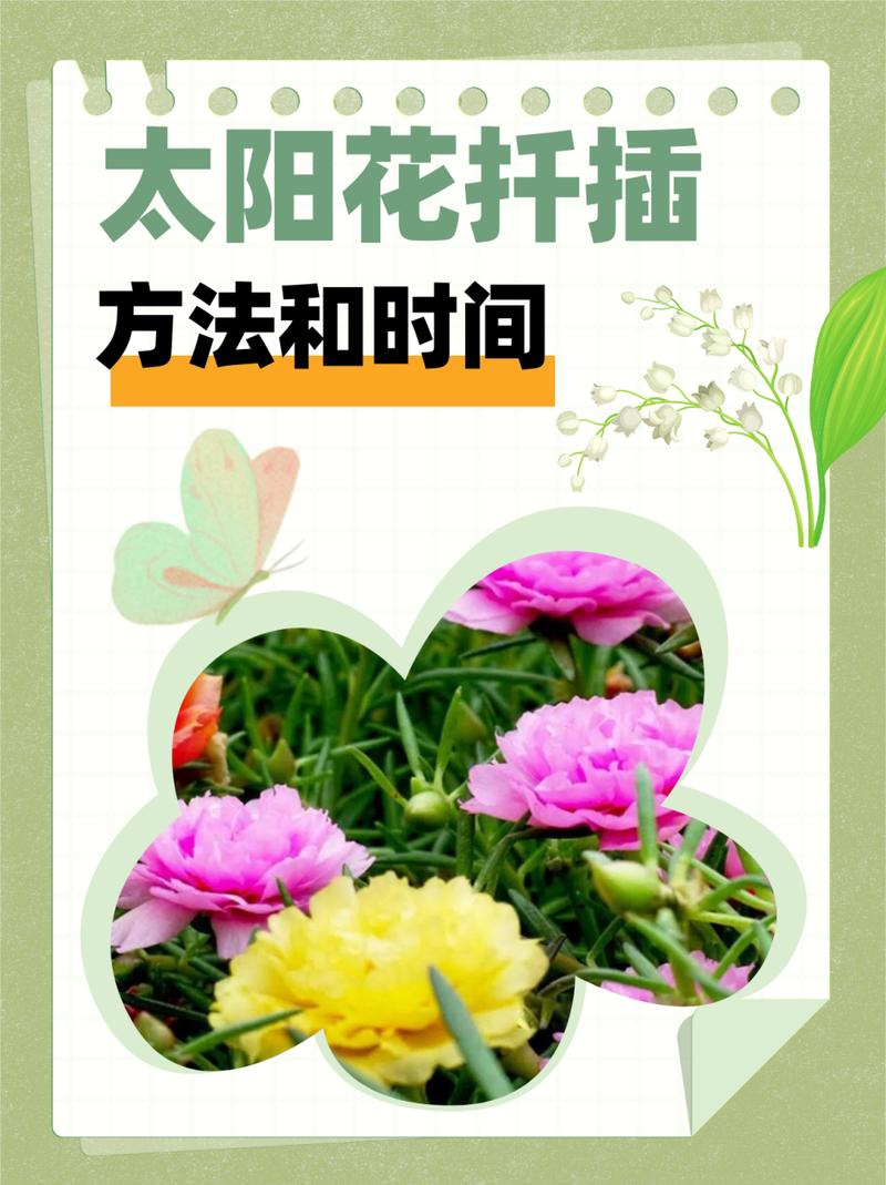 太阳花几月扦插，太阳花几月扦插比较好-第4张图片-优品飞百科