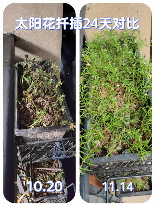 太阳花几月扦插，太阳花几月扦插比较好-第5张图片-优品飞百科