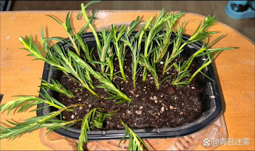 太阳花几月扦插，太阳花几月扦插比较好-第6张图片-优品飞百科