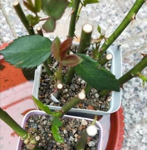 太阳花几月扦插，太阳花几月扦插比较好-第7张图片-优品飞百科