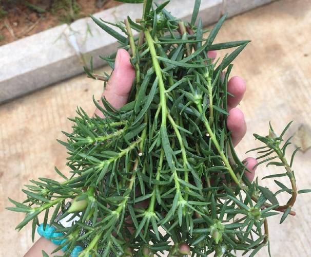 太阳花几月扦插，太阳花几月扦插比较好-第8张图片-优品飞百科