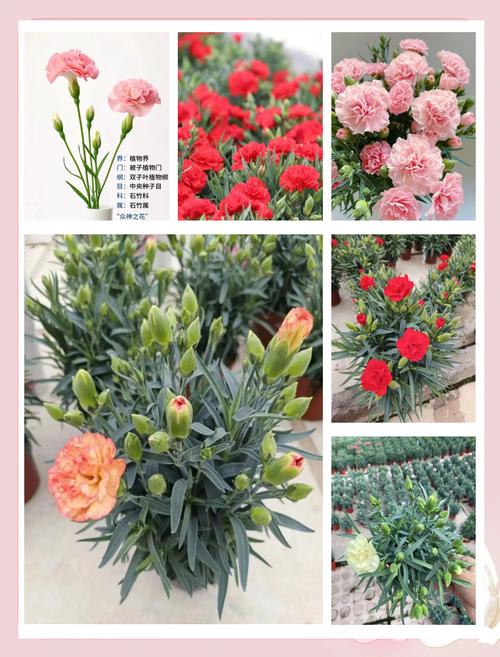 康乃馨的养殖方法和注意事项?康乃馨种子的种植方法和时间?-第1张图片-优品飞百科 康乃馨的养殖方法和注意事项?康乃馨种子的种植方法和时间?-第1张图片-优品飞百科