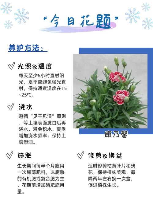 康乃馨的养殖方法和注意事项?康乃馨种子的种植方法和时间?-第3张图片-优品飞百科 康乃馨的养殖方法和注意事项?康乃馨种子的种植方法和时间?-第3张图片-优品飞百科