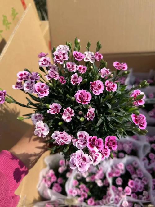 康乃馨的养殖方法和注意事项?康乃馨种子的种植方法和时间?-第6张图片-优品飞百科 康乃馨的养殖方法和注意事项?康乃馨种子的种植方法和时间?-第6张图片-优品飞百科