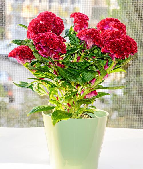 康乃馨的养殖方法和注意事项?康乃馨种子的种植方法和时间?-第7张图片-优品飞百科 康乃馨的养殖方法和注意事项?康乃馨种子的种植方法和时间?-第7张图片-优品飞百科