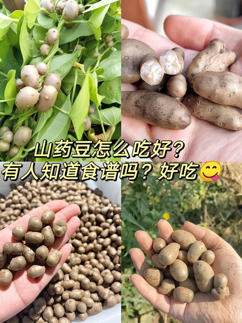 山药豆种植方法与时间，山药豆的种植过程是什么样的?？-第1张图片-优品飞百科