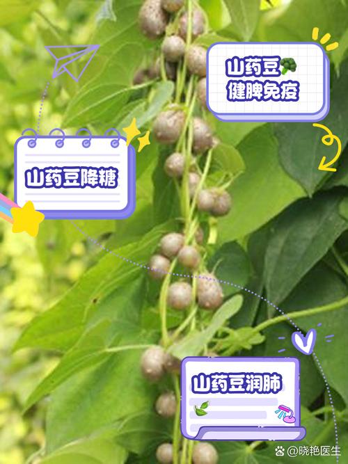 山药豆种植方法与时间，山药豆的种植过程是什么样的?？-第2张图片-优品飞百科