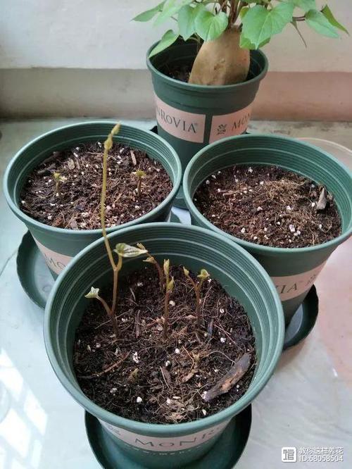 山药豆种植方法与时间，山药豆的种植过程是什么样的?？-第3张图片-优品飞百科