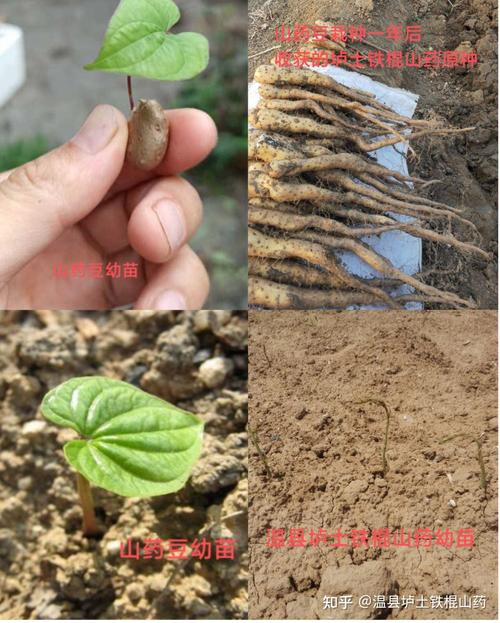 山药豆种植方法与时间，山药豆的种植过程是什么样的?？-第4张图片-优品飞百科