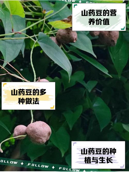 山药豆种植方法与时间，山药豆的种植过程是什么样的?？-第6张图片-优品飞百科