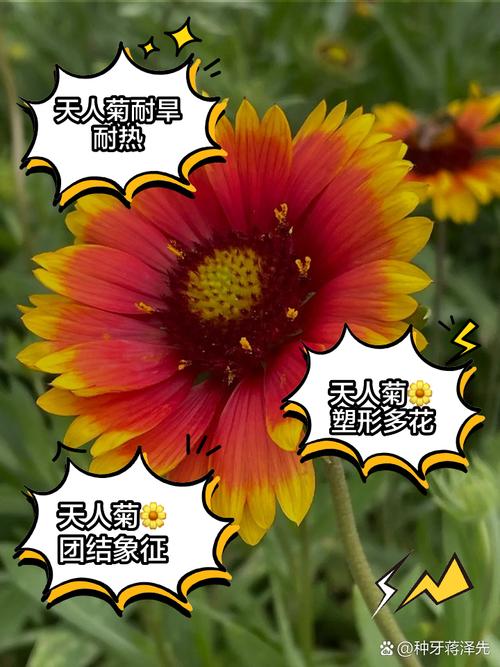 天人菊和宿根天人菊如何区分，宿根天人菊幼苗图片