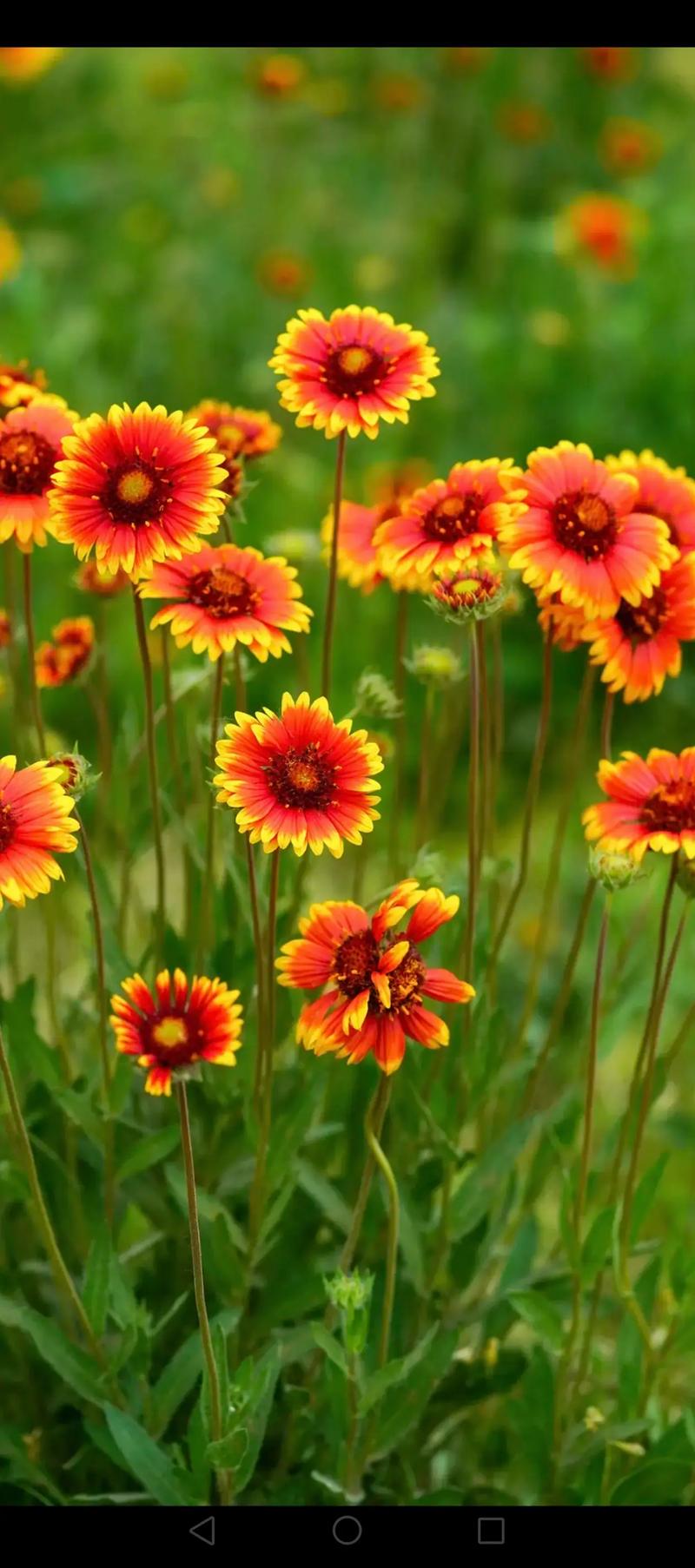 天人菊和宿根天人菊如何区分，宿根天人菊幼苗图片-第2张图片-优品飞百科