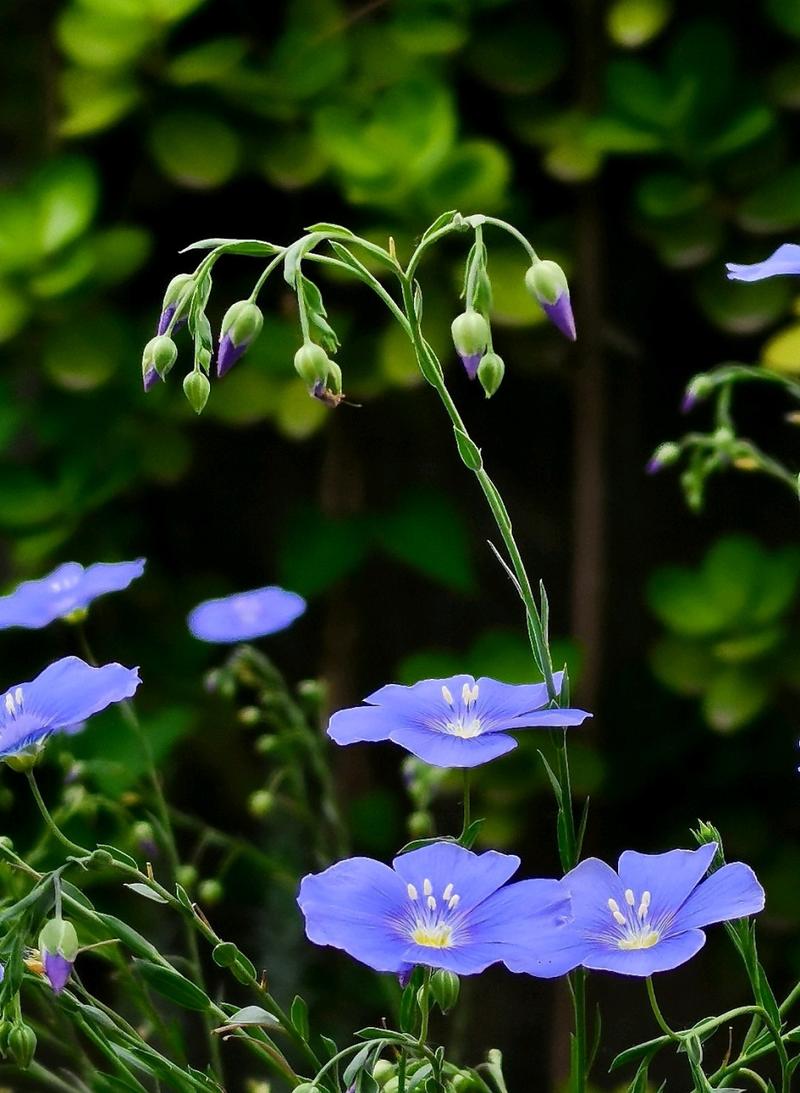 天人菊和宿根天人菊如何区分，宿根天人菊幼苗图片-第3张图片-优品飞百科