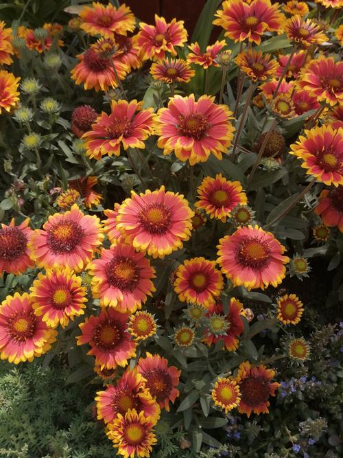 天人菊和宿根天人菊如何区分，宿根天人菊幼苗图片-第5张图片-优品飞百科