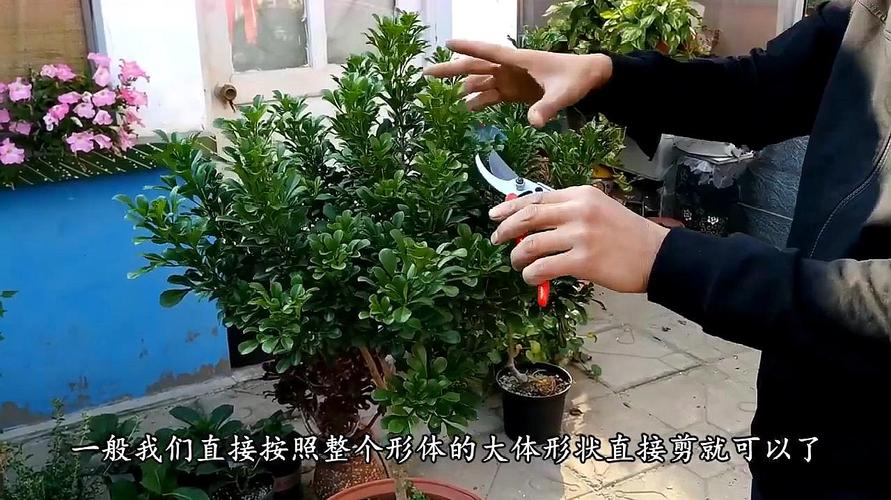 米兰的修剪时间及方法?米兰修剪方法视频?-第2张图片-优品飞百科 米兰的修剪时间及方法?米兰修剪方法视频?-第2张图片-优品飞百科