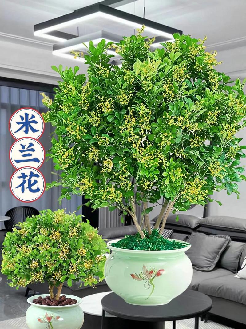 米兰的修剪时间及方法?米兰修剪方法视频?-第3张图片-优品飞百科 米兰的修剪时间及方法?米兰修剪方法视频?-第3张图片-优品飞百科