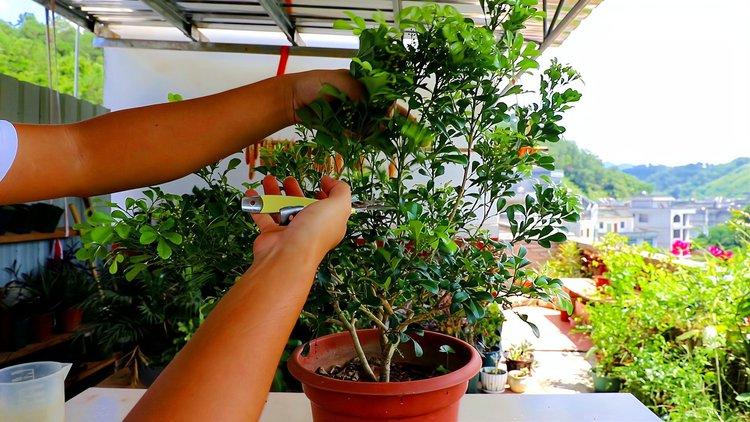 米兰的修剪时间及方法?米兰修剪方法视频?-第4张图片-优品飞百科 米兰的修剪时间及方法?米兰修剪方法视频?-第4张图片-优品飞百科