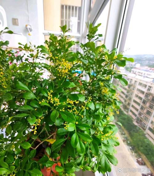 米兰的修剪时间及方法?米兰修剪方法视频?-第5张图片-优品飞百科 米兰的修剪时间及方法?米兰修剪方法视频?-第5张图片-优品飞百科