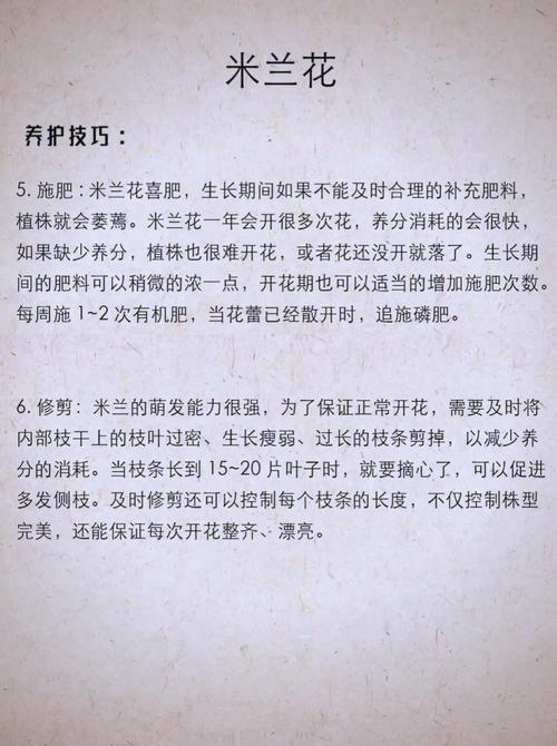 米兰的修剪时间及方法?米兰修剪方法视频?-第6张图片-优品飞百科 米兰的修剪时间及方法?米兰修剪方法视频?-第6张图片-优品飞百科