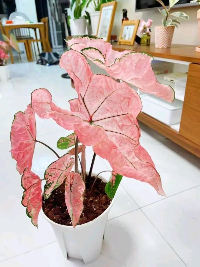 花叶芋怎么养，花叶芋属于什么植物？