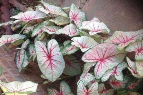 花叶芋怎么养，花叶芋属于什么植物？-第2张图片-优品飞百科