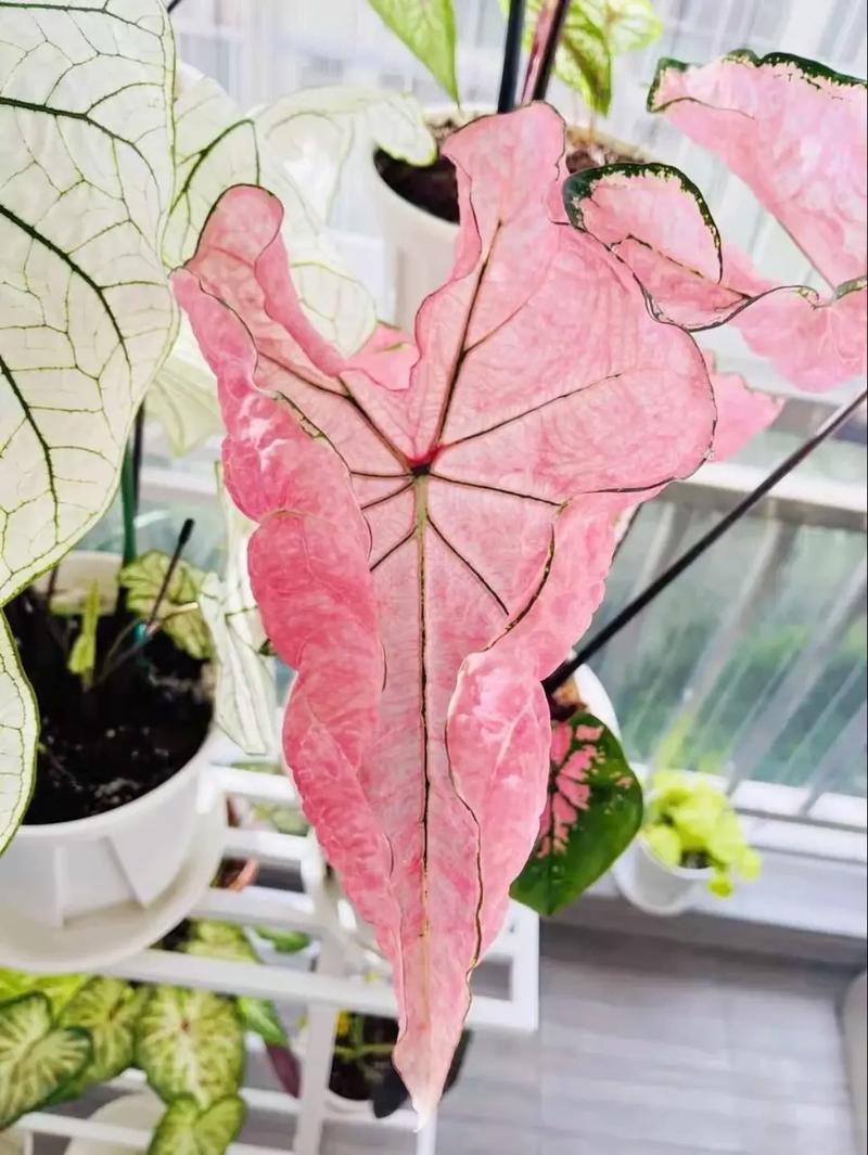 花叶芋怎么养，花叶芋属于什么植物？-第4张图片-优品飞百科