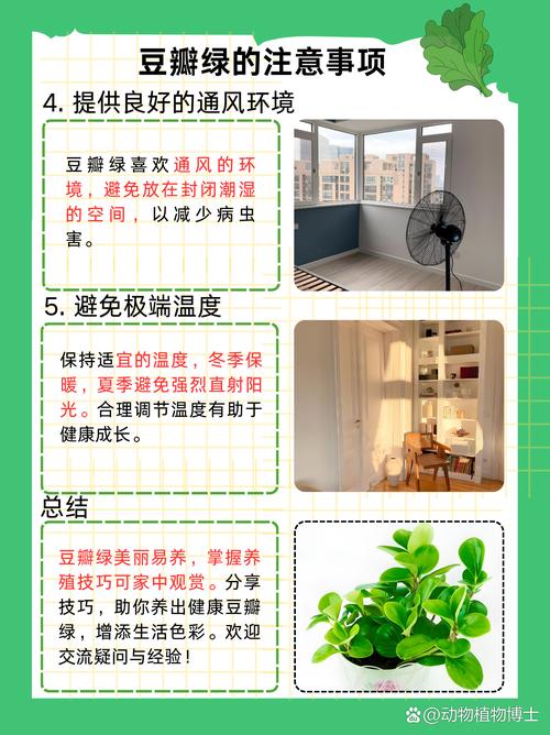 豆瓣绿秋天怎么养？豆瓣绿冬天怎么养才能安全过冬?？-第2张图片-优品飞百科