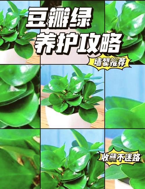 豆瓣绿秋天怎么养？豆瓣绿冬天怎么养才能安全过冬?？-第3张图片-优品飞百科