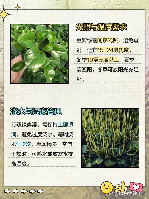豆瓣绿秋天怎么养？豆瓣绿冬天怎么养才能安全过冬?？-第4张图片-优品飞百科