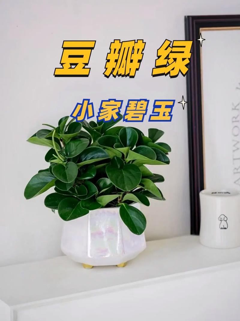 豆瓣绿秋天怎么养？豆瓣绿冬天怎么养才能安全过冬?？-第5张图片-优品飞百科