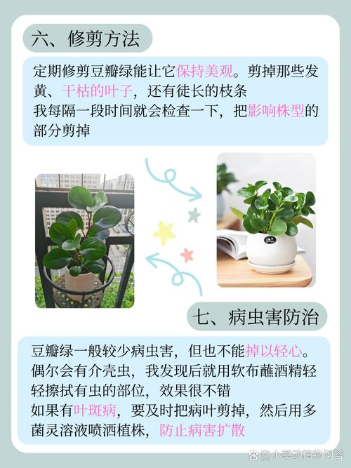 豆瓣绿秋天怎么养？豆瓣绿冬天怎么养才能安全过冬?？-第7张图片-优品飞百科