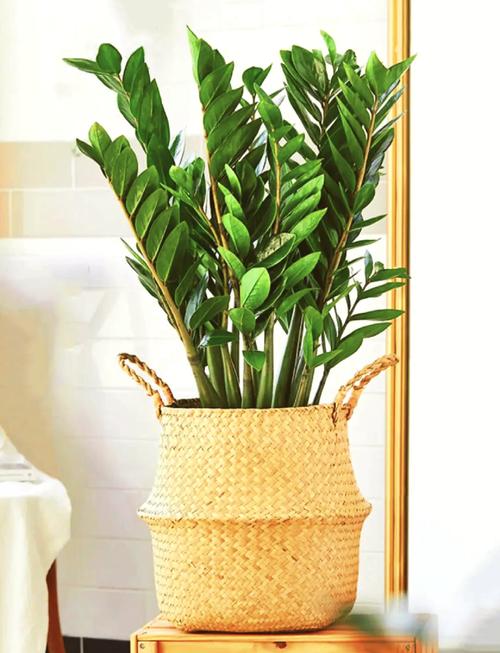 钱串怎么浇水,钱串浇水多了蔫了怎么办?-第1张图片-优品飞百科 钱串怎么浇水,钱串浇水多了蔫了怎么办?-第1张图片-优品飞百科