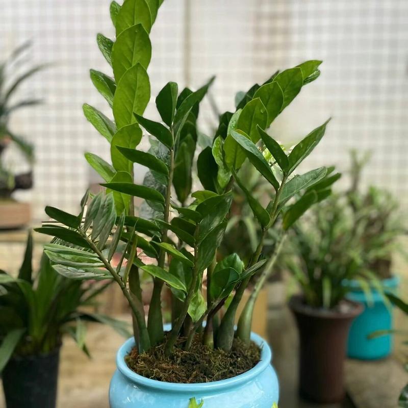 钱串怎么浇水,钱串浇水多了蔫了怎么办?-第2张图片-优品飞百科 钱串怎么浇水,钱串浇水多了蔫了怎么办?-第2张图片-优品飞百科