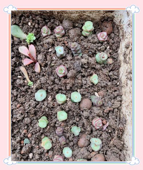 钱串怎么浇水,钱串浇水多了蔫了怎么办?-第3张图片-优品飞百科 钱串怎么浇水,钱串浇水多了蔫了怎么办?-第3张图片-优品飞百科