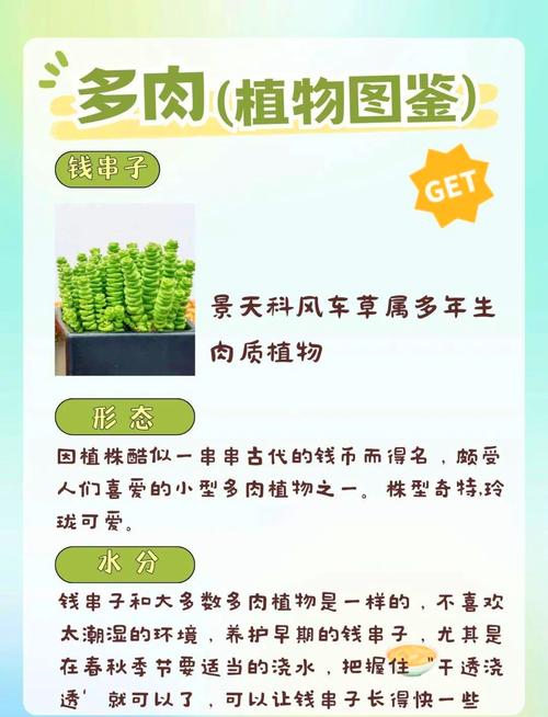 钱串怎么浇水,钱串浇水多了蔫了怎么办?-第4张图片-优品飞百科 钱串怎么浇水,钱串浇水多了蔫了怎么办?-第4张图片-优品飞百科