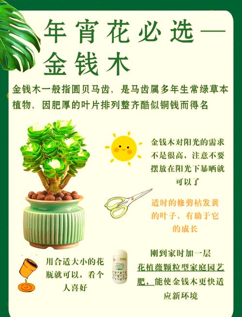 钱串怎么浇水,钱串浇水多了蔫了怎么办?-第5张图片-优品飞百科 钱串怎么浇水,钱串浇水多了蔫了怎么办?-第5张图片-优品飞百科