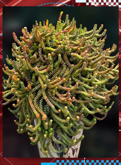 钱串怎么浇水,钱串浇水多了蔫了怎么办?-第6张图片-优品飞百科 钱串怎么浇水,钱串浇水多了蔫了怎么办?-第6张图片-优品飞百科