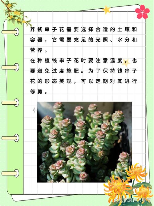 钱串怎么浇水,钱串浇水多了蔫了怎么办?-第8张图片-优品飞百科 钱串怎么浇水,钱串浇水多了蔫了怎么办?-第8张图片-优品飞百科