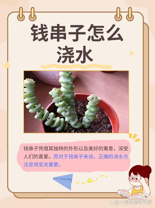 钱串怎么浇水,钱串浇水多了蔫了怎么办?-第7张图片-优品飞百科 钱串怎么浇水,钱串浇水多了蔫了怎么办?-第7张图片-优品飞百科