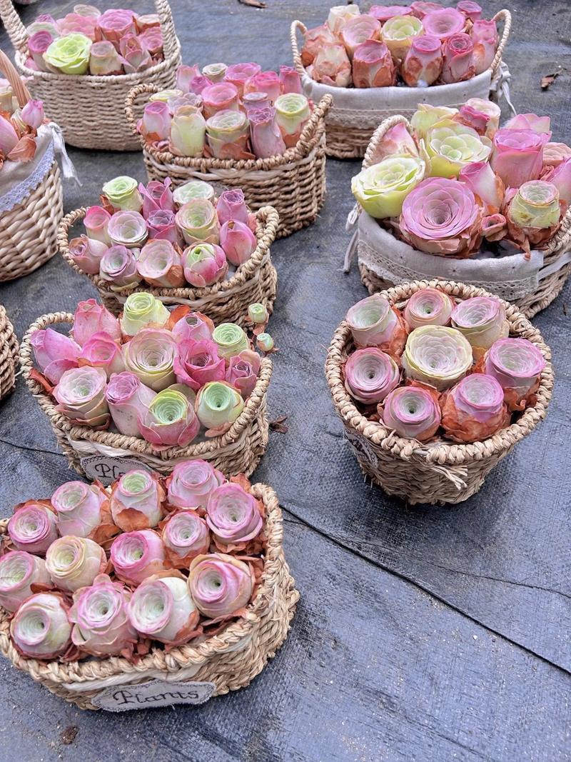 山地玫瑰怎么发根，山地玫瑰如何修根-第2张图片-优品飞百科