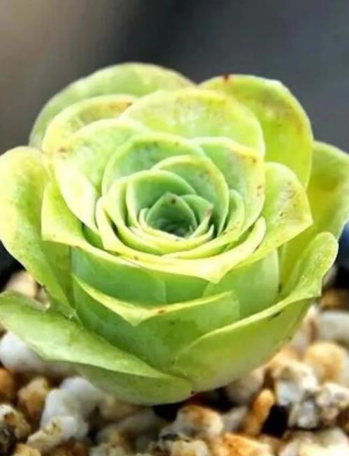 山地玫瑰怎么发根，山地玫瑰如何修根-第3张图片-优品飞百科