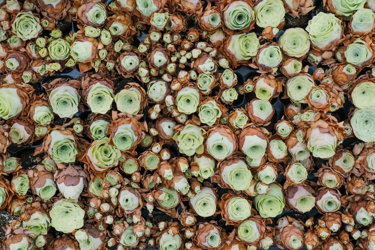 山地玫瑰怎么发根，山地玫瑰如何修根-第4张图片-优品飞百科