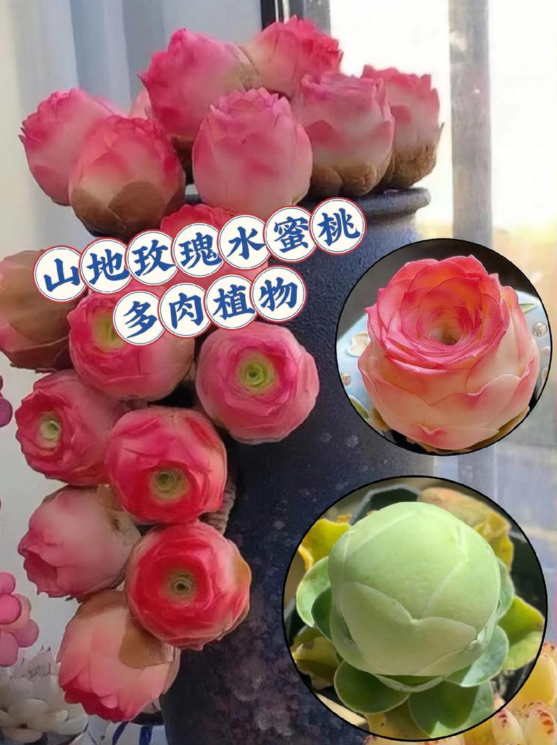 山地玫瑰怎么发根，山地玫瑰如何修根-第5张图片-优品飞百科