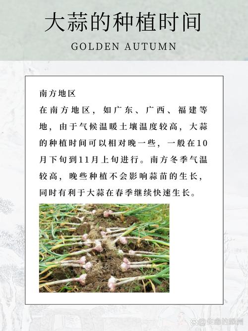 大蒜种植时间？大蒜种植时间和方法百度百科？-第3张图片-优品飞百科
