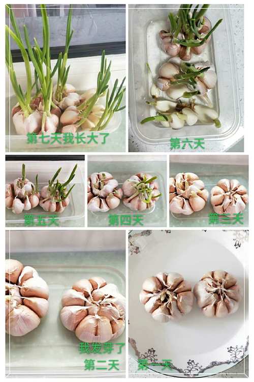 大蒜种植时间？大蒜种植时间和方法百度百科？-第4张图片-优品飞百科
