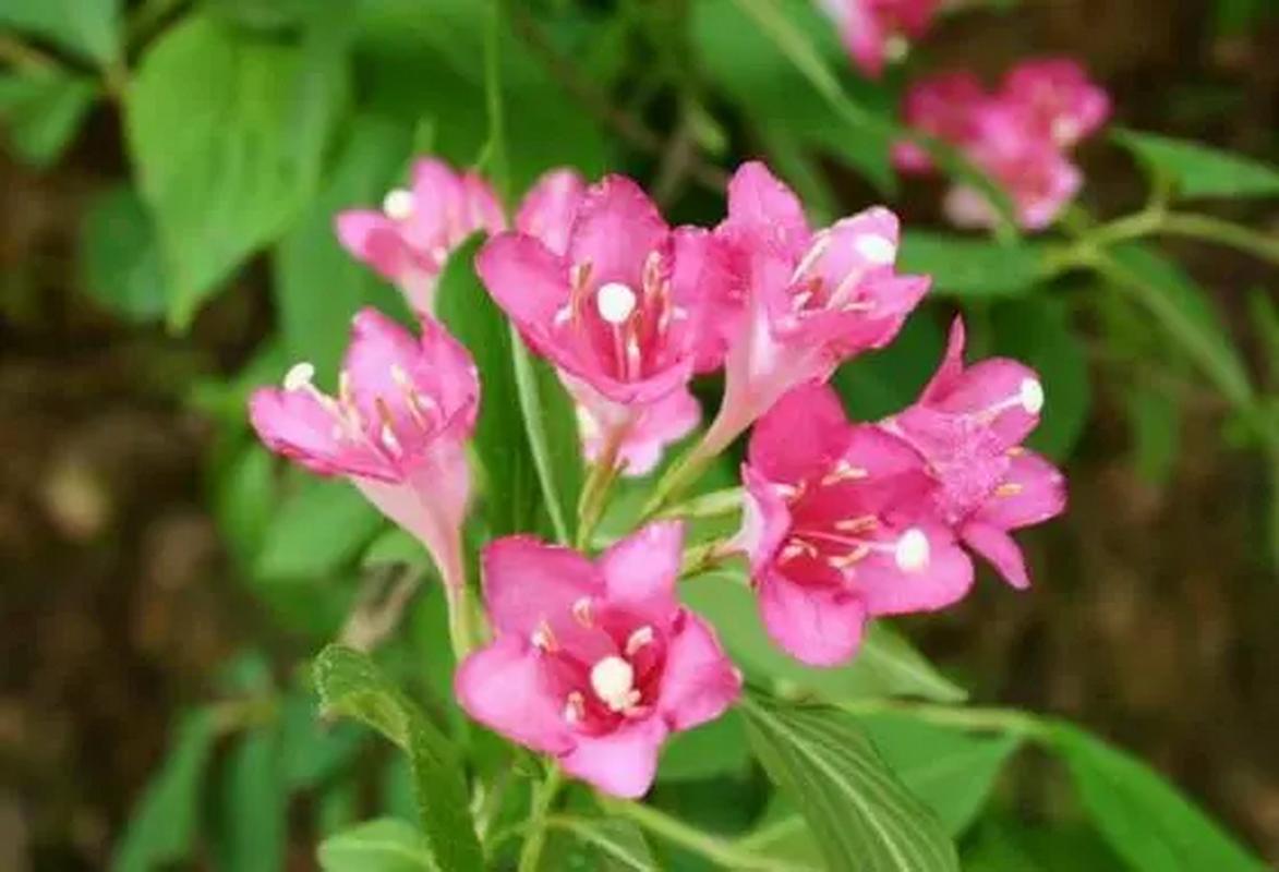 海仙花怎么养?海仙花的养殖方法和注意事项?-第1张图片-优品飞百科 海仙花怎么养?海仙花的养殖方法和注意事项?-第1张图片-优品飞百科