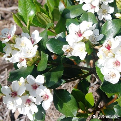 海仙花怎么养?海仙花的养殖方法和注意事项?-第2张图片-优品飞百科 海仙花怎么养?海仙花的养殖方法和注意事项?-第2张图片-优品飞百科