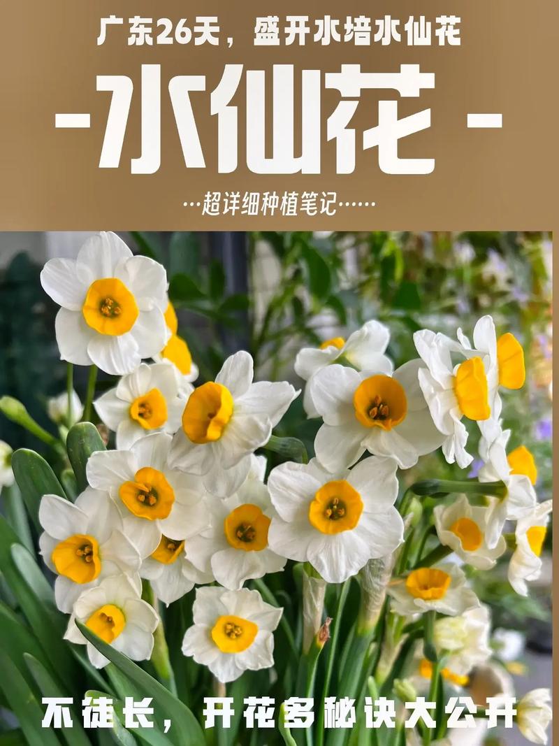 海仙花怎么养?海仙花的养殖方法和注意事项?-第3张图片-优品飞百科 海仙花怎么养?海仙花的养殖方法和注意事项?-第3张图片-优品飞百科