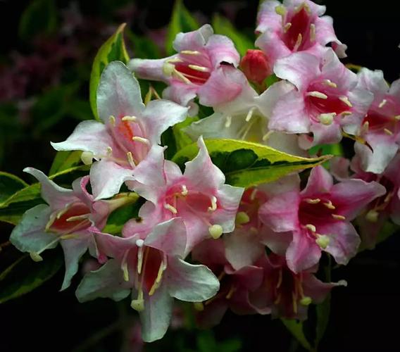 海仙花怎么养?海仙花的养殖方法和注意事项?-第4张图片-优品飞百科 海仙花怎么养?海仙花的养殖方法和注意事项?-第4张图片-优品飞百科